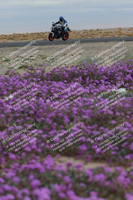 media/Jan-14-2023-SoCal Trackdays (Sat) [[497694156f]]/Turn 14 Exit Bloomig (145pm)/